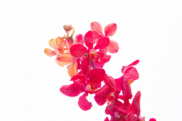 蝴蝶兰兰花花朵图片