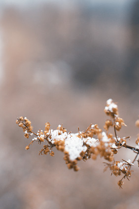 冬季室外堆满白雪的植物自然风景