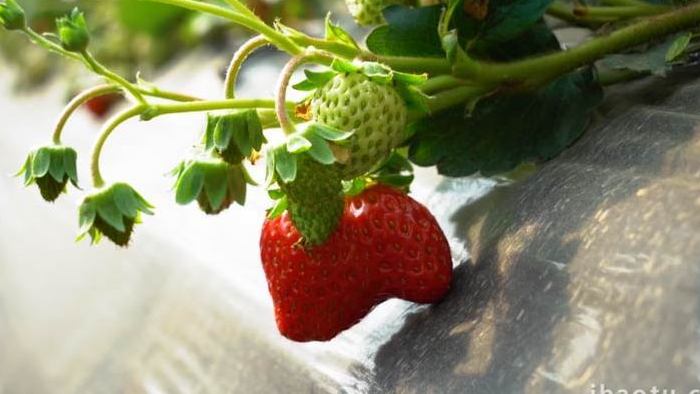 唯美美味水果草莓特写4k实拍