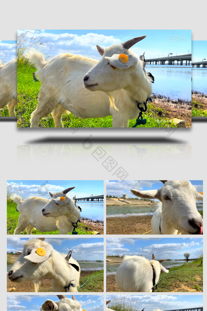 动物湖边草地上吃草的山羊动物4K实拍