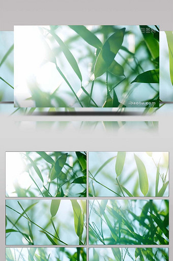 空镜头自然写意竹叶竹林竹子逆光拍摄图片