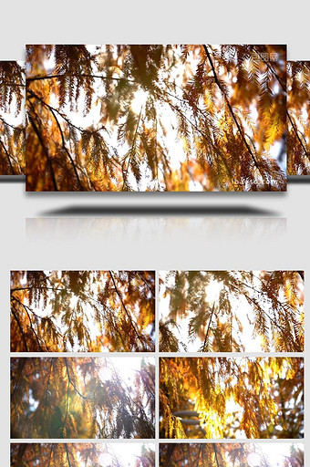 唯美阳光透过杉树4k实拍图片