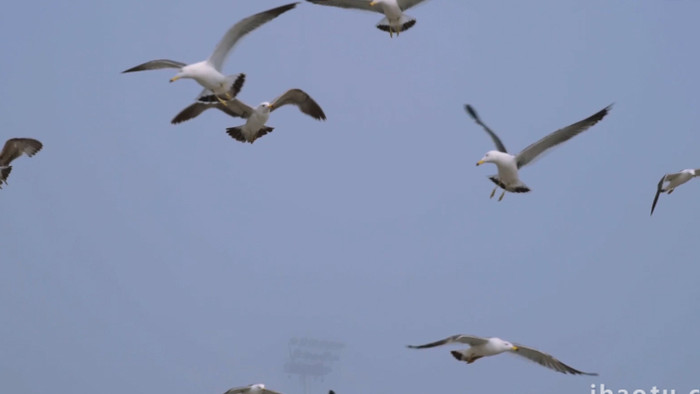 动物简约天空中飞翔的海鸥鸟儿4k实拍