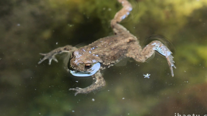 动物简约池水中漂浮的青蛙4k实拍