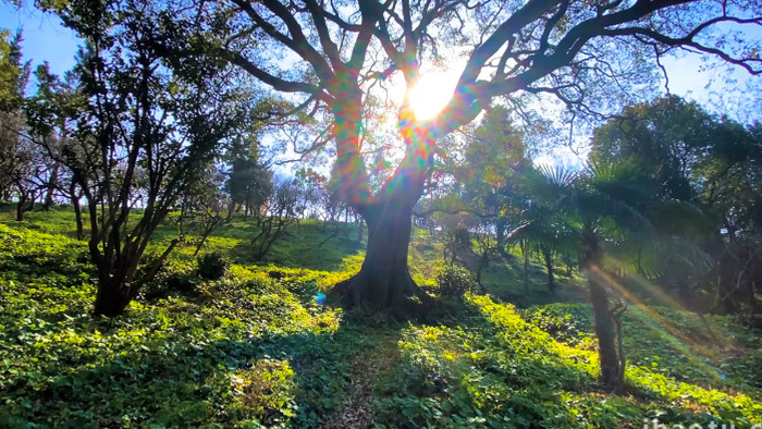 唯美自然风景阳光下大树剪影意境4K实拍