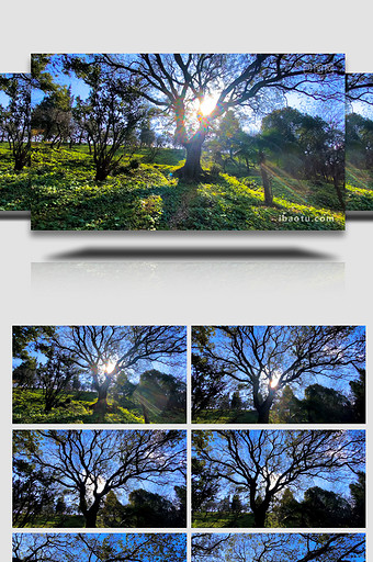 唯美自然风景阳光下大树剪影意境4K实拍图片