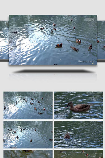 湖泊上鸳鸯戏水游泳4K实拍图片