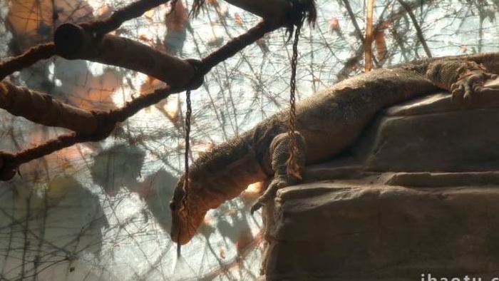 上海动物园蜥蜴种类4K实拍