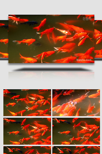 池塘锦鲤宠物鱼红鲤鱼金鱼图片
