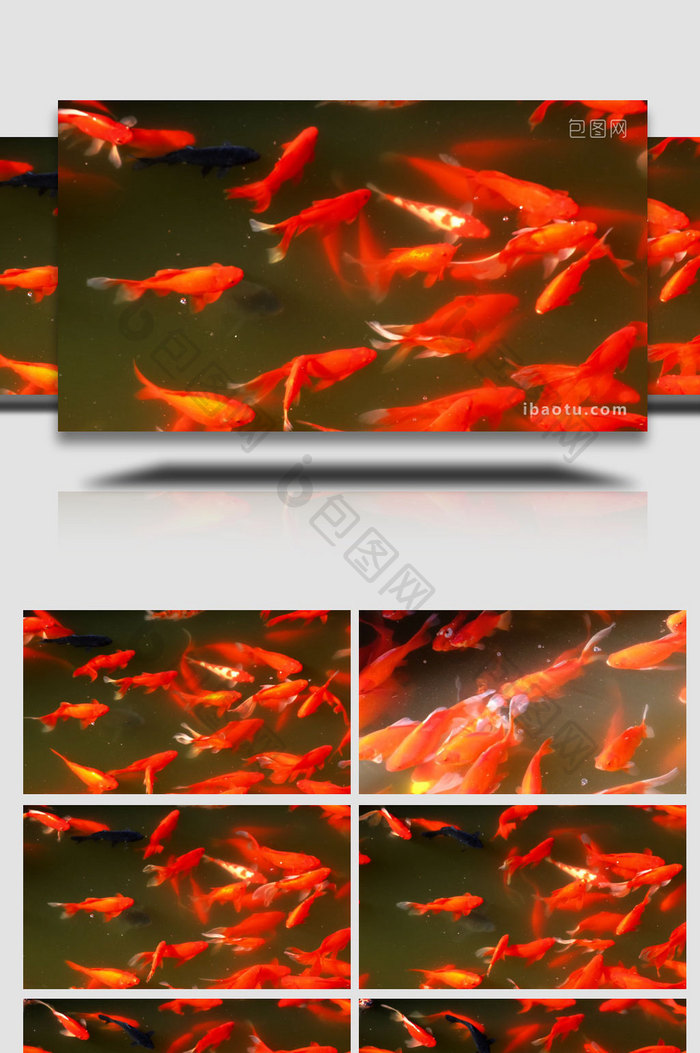 池塘锦鲤宠物鱼红鲤鱼金鱼