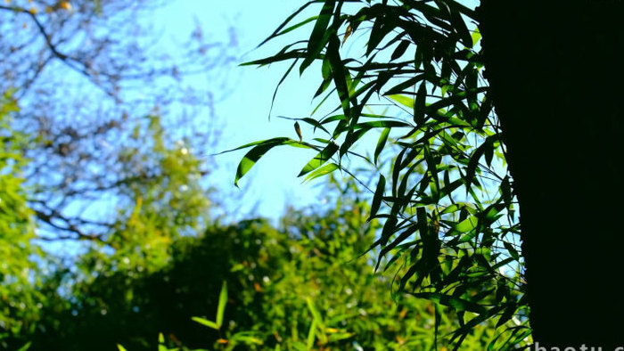 自然风景树林野外植物绿色树叶