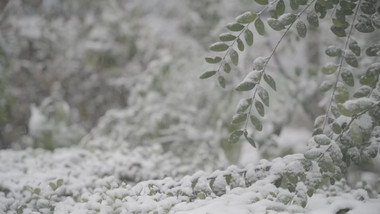 实拍唯美冬季红墙古建筑下雪升格慢镜头素材