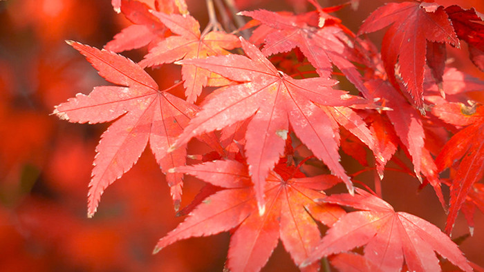 自然秋天红枫枫叶实拍
