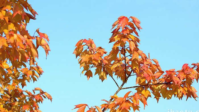 自然秋天唯美户外枫叶蓝天实拍4K视频