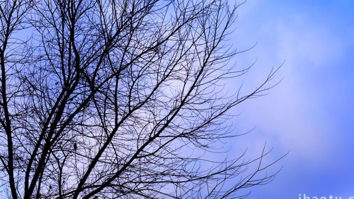 自然风光冬天的树落叶树木延时摄影