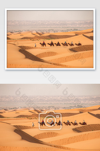 大气甘肃中卫沙坡头沙漠骆驼图片