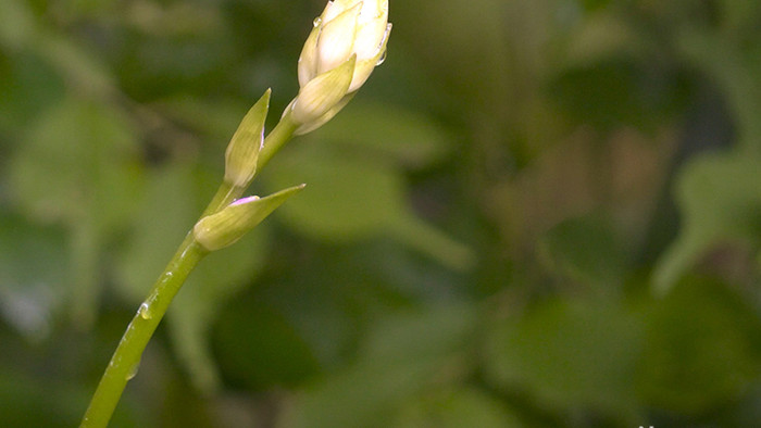 自然写意公园春色生机植物实拍