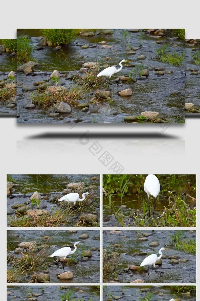 一只白鹭在水中觅食实拍视频