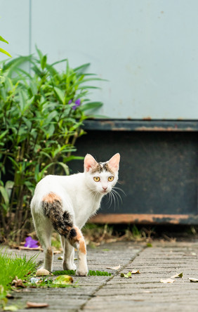 动物萌宠猫咪小猫田园猫摄影图