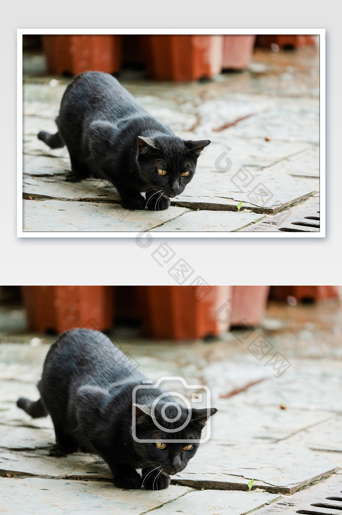 宠物猫萌宠猫咪动物黑猫摄影图图片图片