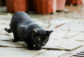 宠物猫萌宠猫咪动物黑猫摄影图