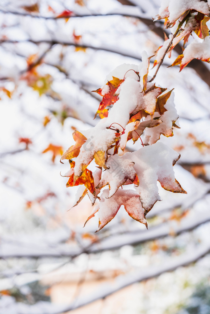 冬季雪景下的树木树枝图片