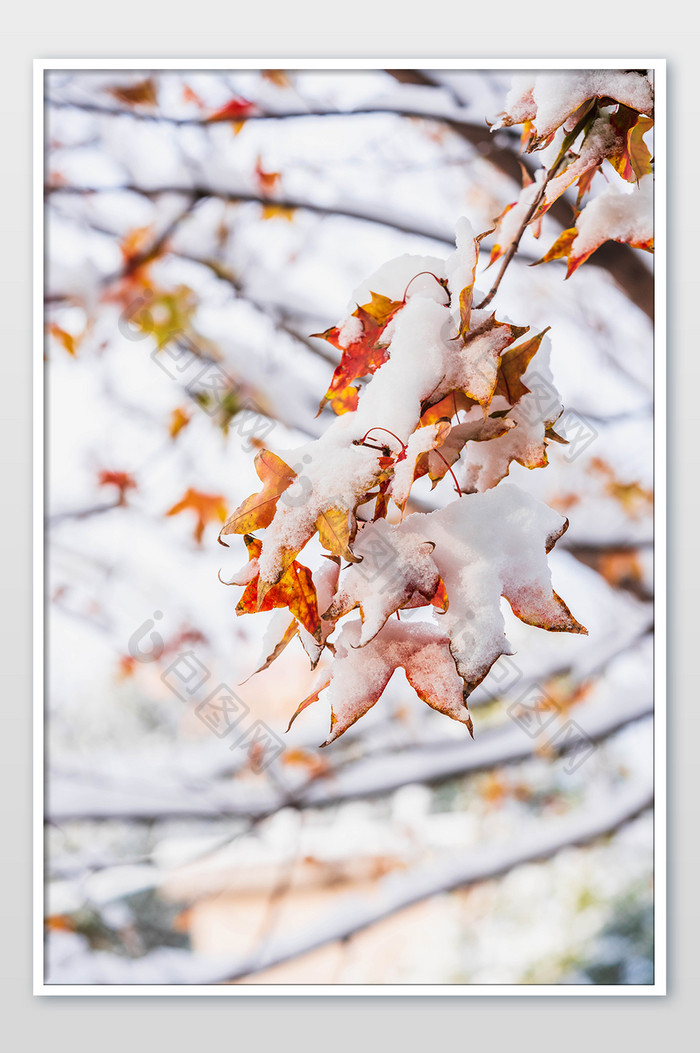 冬季雪景下的树木树枝