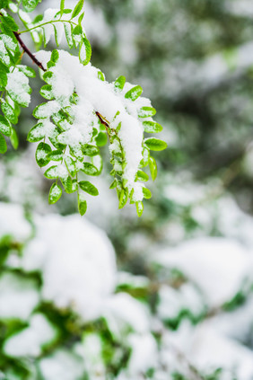 冬季树叶上的积雪雪景