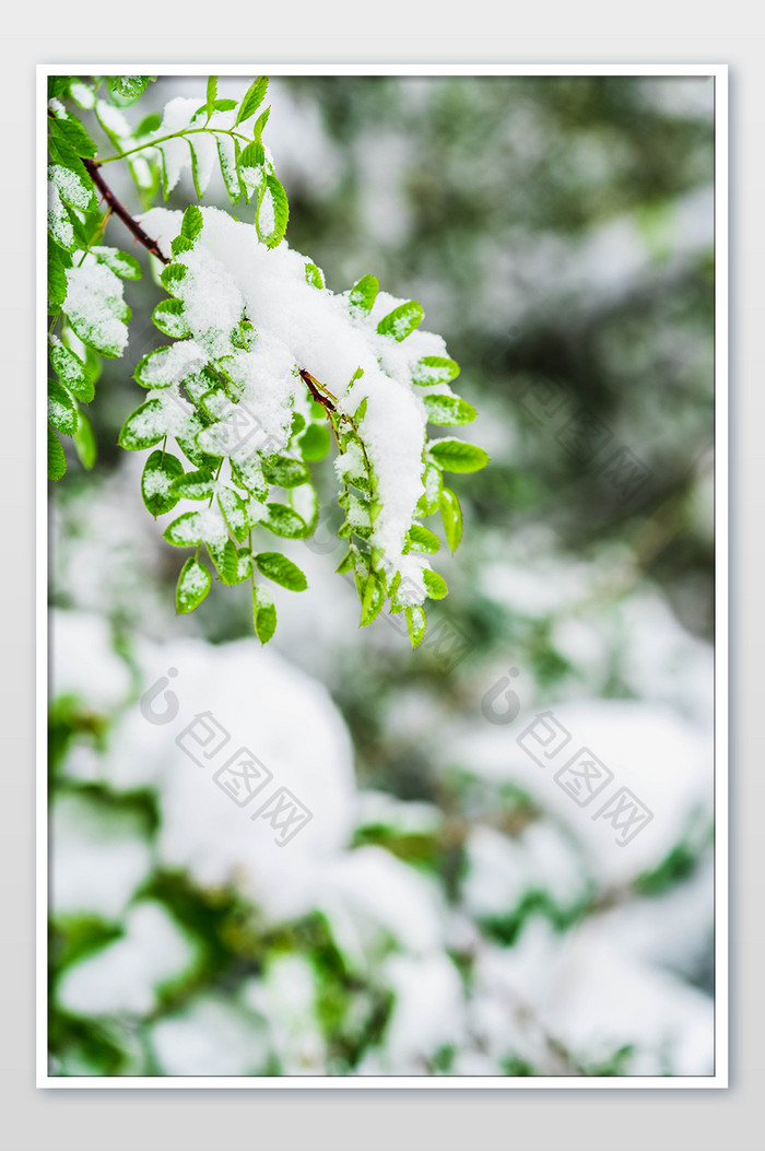 冬季树叶上的积雪雪景