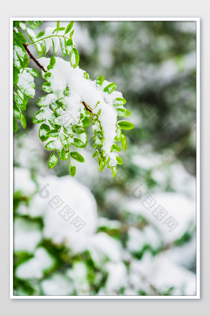 冬季树叶上的积雪雪景图片图片