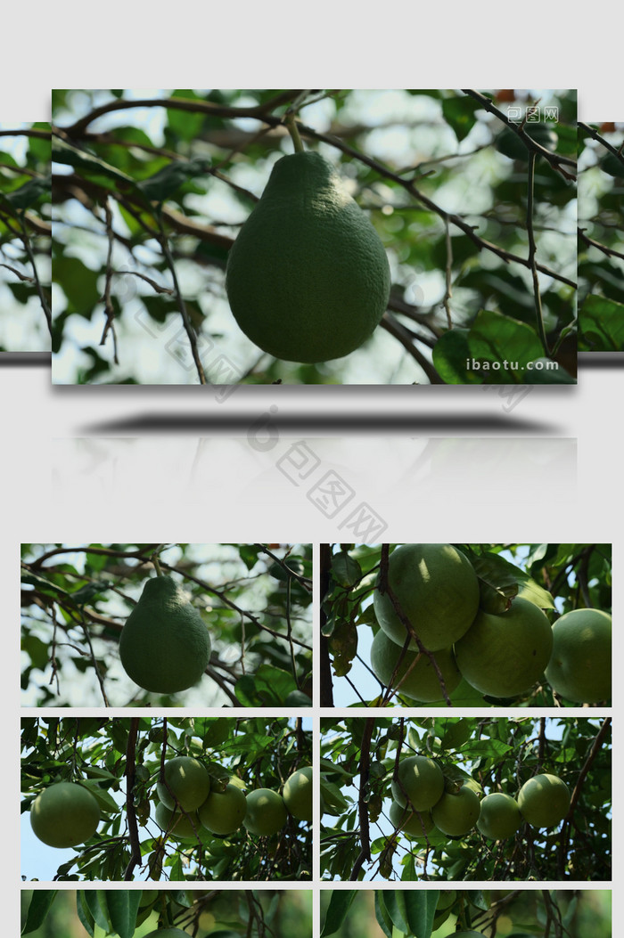 农业水果种植简约柚子树青柚4k实拍