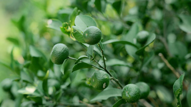 农业水果种植简约橘子青橘果树4k实拍