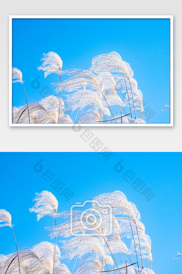 蓝天下的芦苇丛植物图片图片