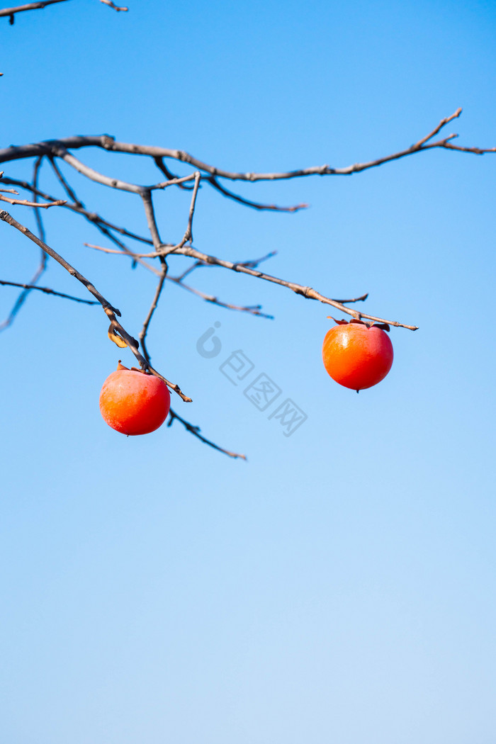 秋天柿子树柿子果实图片