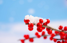 冬季红果山楂雪景