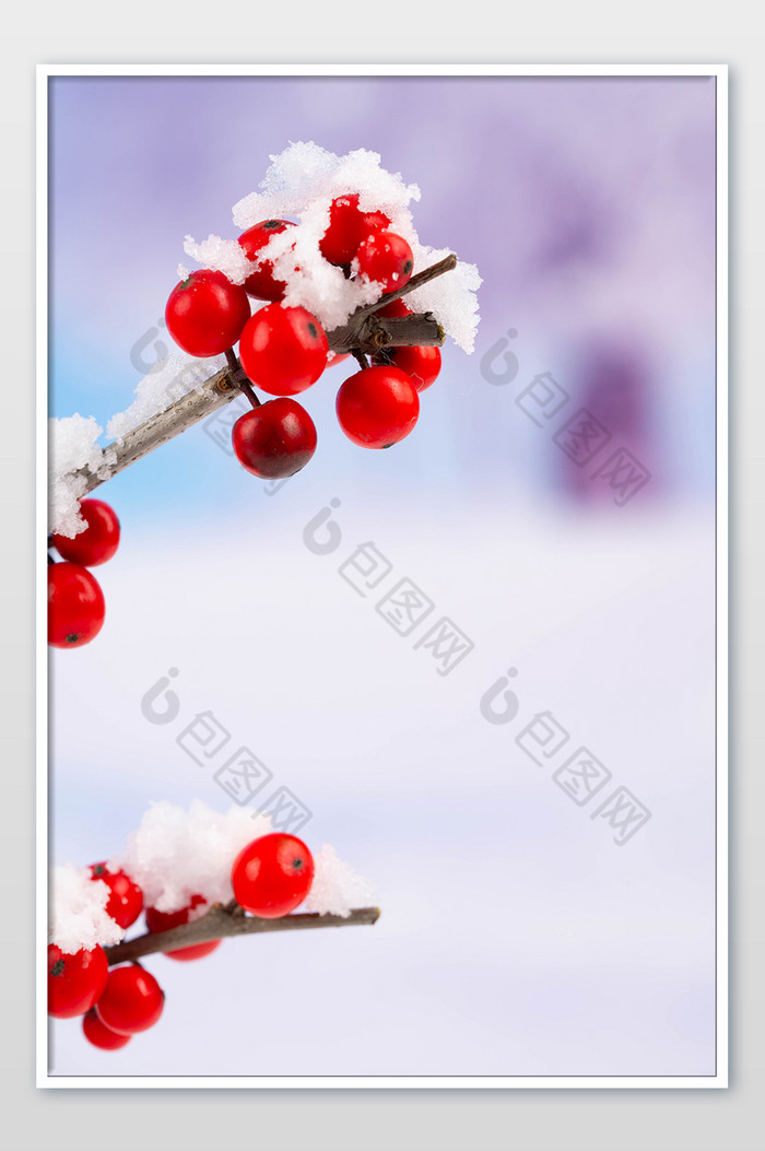 冬季红果树枝雪景图片图片