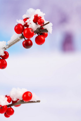 冬季红果树枝雪景
