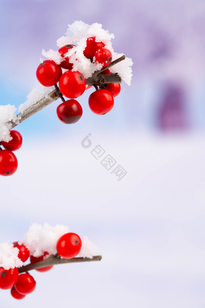 冬季红果树枝雪景图片