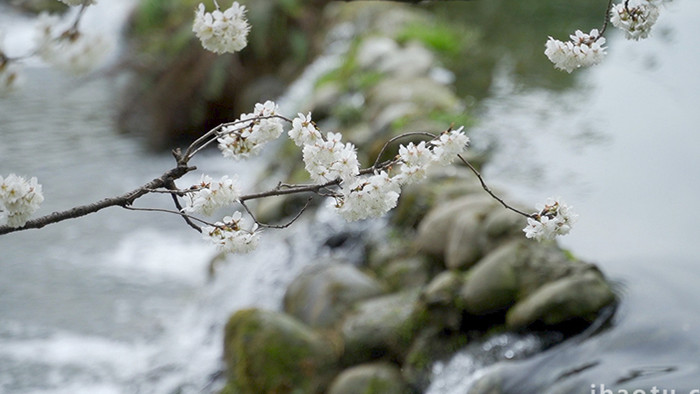 清新自然白色樱花落入流水瀑布实拍视频