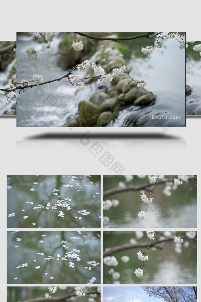 清新自然白色樱花落入流水瀑布实拍视频