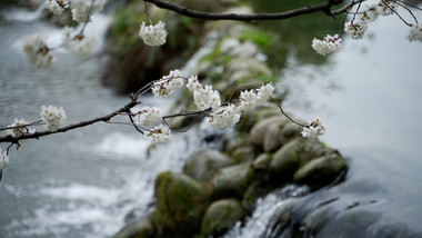 清新自然白色樱花落入流水瀑布实拍视频