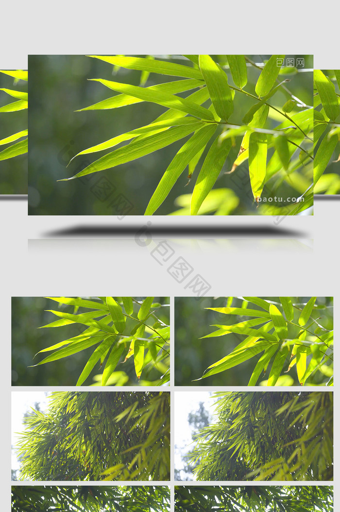 自然实拍阳光明媚竹林自然风光实拍视频4K