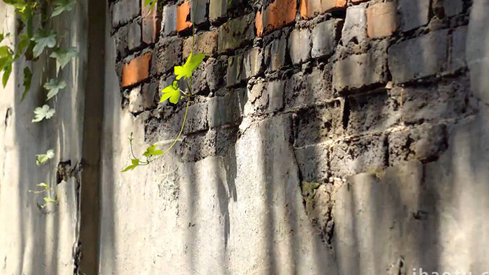 自然实拍破旧围墙植物光影实拍视频4K