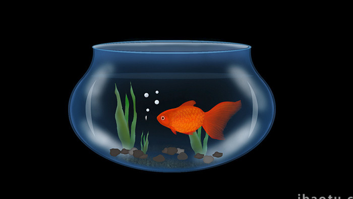 易用写实一个养着金鱼的鱼缸mg动画