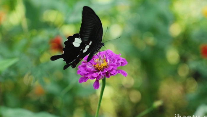 自然简约花朵植物上的蝴蝶蜜蜂昆虫4k实拍