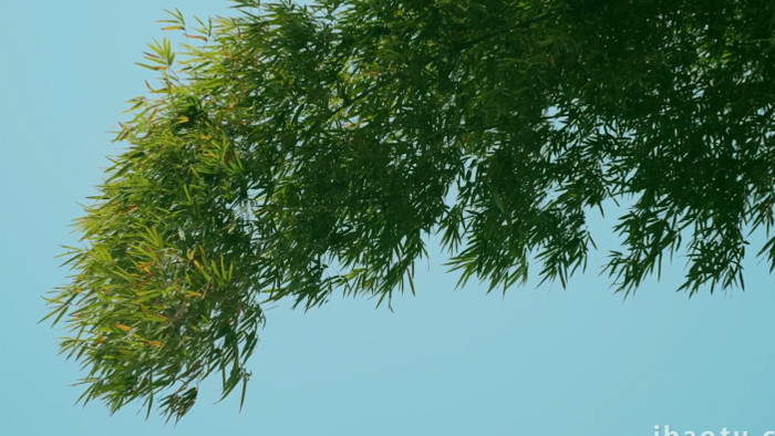 自然清新随风飘动的竹叶竹子4k实拍