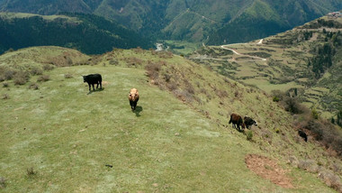 畜牧经济简约牦牛在山上吃草4k航拍