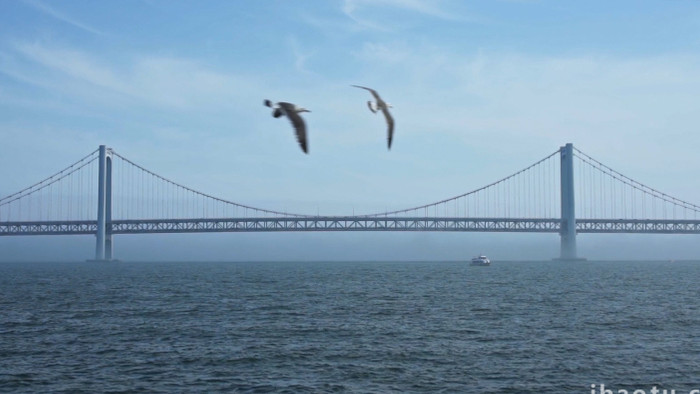 鸟类自然城市海边飞翔的海鸥鸟儿4k实拍