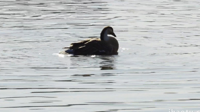 动物自然唯美波光粼粼湖面鸭子戏水实拍