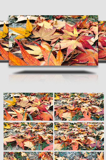 植物树叶秋天景色枫叶凋零4K实拍图片